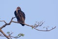 White rumped vulture on a branch, Lumbini, Nepal