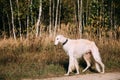 White Russian Borzoi hunting in autumn forest. Royalty Free Stock Photo