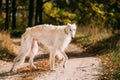 White Russian Borzoi hunting in autumn forest Royalty Free Stock Photo