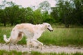 White Russian Borzoi hunting in autumn forest Royalty Free Stock Photo