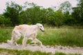 White Russian Borzoi hunting in autumn forest. Royalty Free Stock Photo