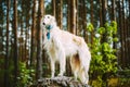 White Russian Borzoi, Hunting Dog standing on a Royalty Free Stock Photo