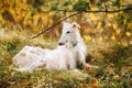 White Russian Borzoi, Russian Hunting dog sit in Royalty Free Stock Photo