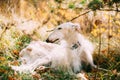 White Russian Borzoi, Russian Hunting Dog Sit In Autumn Grass Royalty Free Stock Photo