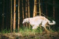 White Russian Borzoi sighthound, gazehound hunting dog, running Royalty Free Stock Photo