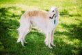 White Russian Borzoi, sighthound, gazehound Royalty Free Stock Photo