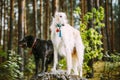 White Russian Borzoi And Small Size Black Hunting Mixed Breed Dog