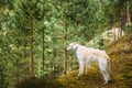 White Russian Dog, Borzoi, Hunting dog is at the Royalty Free Stock Photo