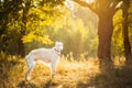 White Russian Dog, Borzoi, Hunting dog in Summer Royalty Free Stock Photo