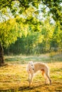 White Russian Dog, Borzoi, Hunting dog in Summer Royalty Free Stock Photo