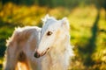 White Russian Hunting Dog, Sighthound, Russkaya Royalty Free Stock Photo