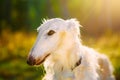 White Russian Hunting Dog, Sighthound, Russkaya Psovaya Borzaya, Royalty Free Stock Photo