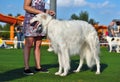 White Russian Sighthound Hunting dog Royalty Free Stock Photo