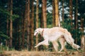 White Russian Wolfhound Dog, Borzoi, Hunting dog