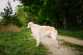 White Russian Wolfhound Dog, Borzoi, Hunting dog Royalty Free Stock Photo