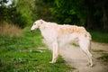 White Russian Wolfhound Dog, Borzoi, Hunting dog Royalty Free Stock Photo