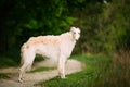 White Russian Wolfhound Dog, Borzoi, Hunting dog Royalty Free Stock Photo