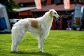 Borzoi Russian Wolfhound Dog Royalty Free Stock Photo