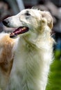 Borzoi Russian Wolfhound Dog Royalty Free Stock Photo