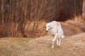 White Russian Wolfhound Dog, Borzoi, Russian Hunting, Sighthound Royalty Free Stock Photo