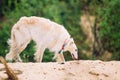 White Russian Wolfhound Dog, Borzoi, Russian Royalty Free Stock Photo