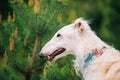 White Russian Wolfhound Dog, Borzoi, Russian Royalty Free Stock Photo