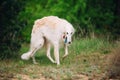 White Russian Wolfhound Dog, Borzoi, Russian Royalty Free Stock Photo