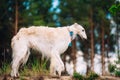 White Russian Wolfhound Dog, Borzoi, Russian Royalty Free Stock Photo