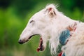 White Russian Wolfhound Dog, Borzoi, Russian Royalty Free Stock Photo