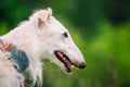 White Russian Wolfhound Dog, Borzoi, Russian Hunting, Sighthound Royalty Free Stock Photo