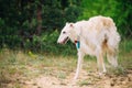 White Russian Wolfhound Dog, Borzoi, Sighthound in Spring Summer Royalty Free Stock Photo