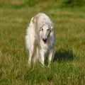 White russian wolfhound