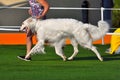 Beautiful Russian Sighthound Hunting dog Royalty Free Stock Photo