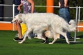 Russian Hunting Sighthound on a dog show Royalty Free Stock Photo