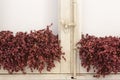 White rusted window frame and red plants with background wall