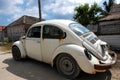 White Rusty beetle