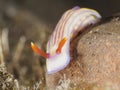 White's hypselodoris