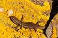 White\'s Skink basking on lichen covered rocks