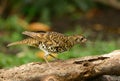 White's Thrush (Zoothera aurea)