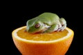 White`s tree frog Royalty Free Stock Photo