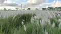 White Saccharum spontaneum | Kans grass Royalty Free Stock Photo
