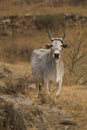 White sacred cow in countryside Royalty Free Stock Photo