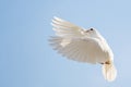 White sacred dove flies in the blue sky