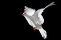 White sacred dove flying on black background