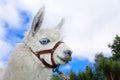 White, sad furry lama glama with long eyelashes