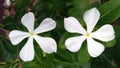 White sadabahar catharanthus roseus flowers close up stock