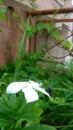 White Sadabahar flower