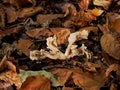 White Saddle Fungus in English Woodland Royalty Free Stock Photo