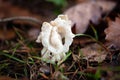 White saddle fungus, Helvella crispa