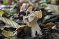 The White Saddle Helvella crispa is an edible mushroom Royalty Free Stock Photo